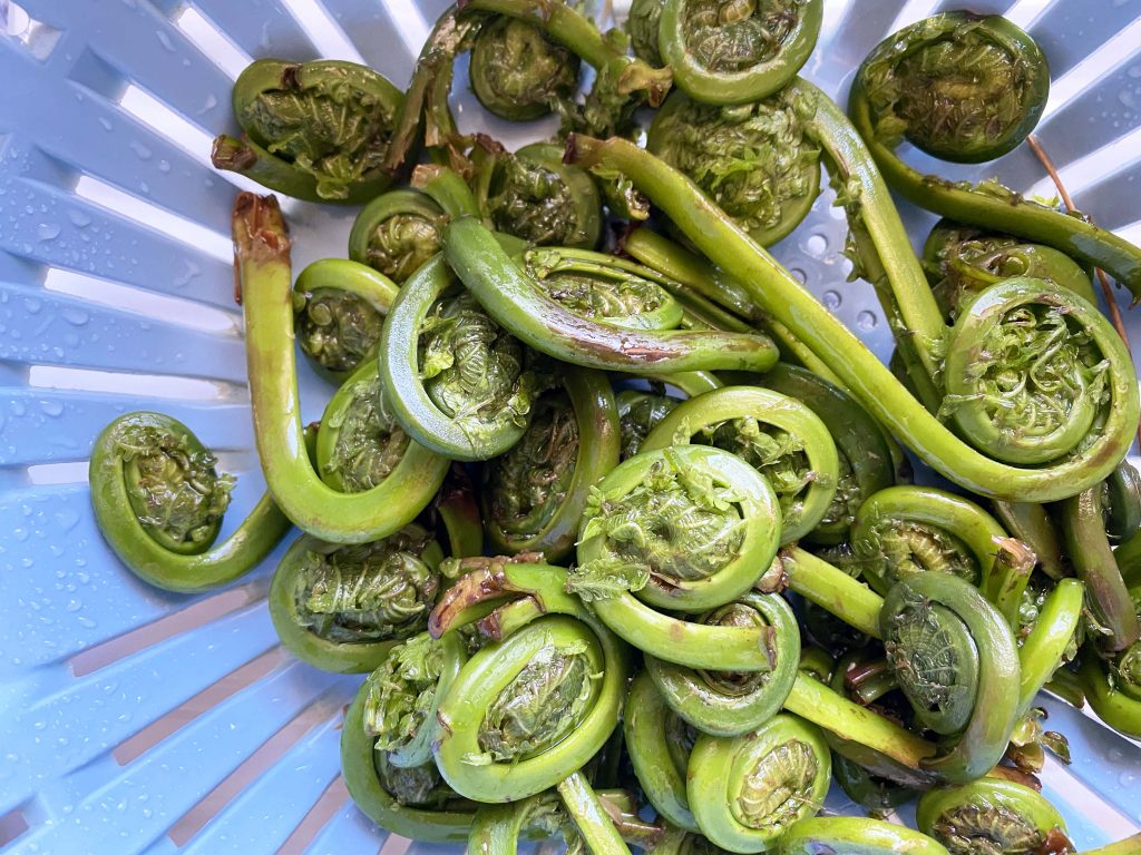 Green fiddleheads in a colander.