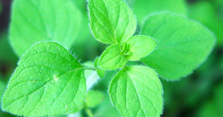 The Best Italian Herb You Never Heard Of